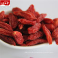 Red new fresh distributor herbal type goji berry